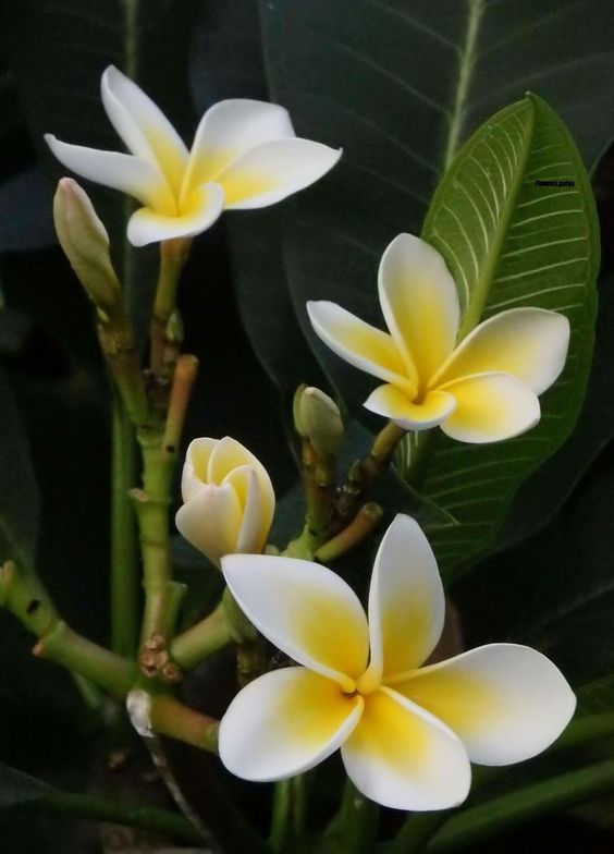 Champa Plant Meaning, Types, Pictures, And How To Grow And Care For