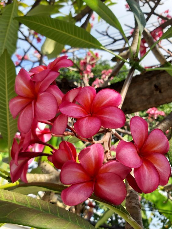 Champa Plant Meaning, Types, Pictures, And How To Grow And Care For