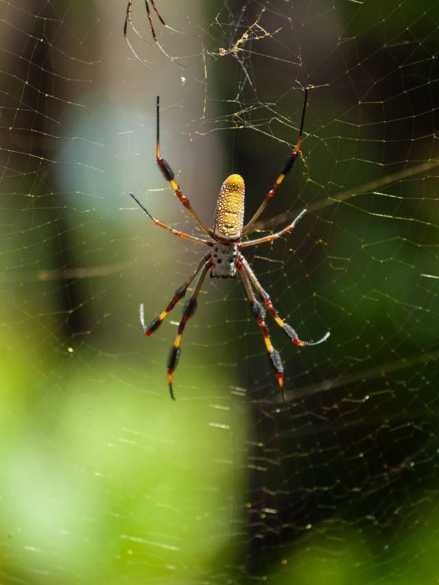 7 Proven Ways on How to Get Rid of Spiders in Kitchen