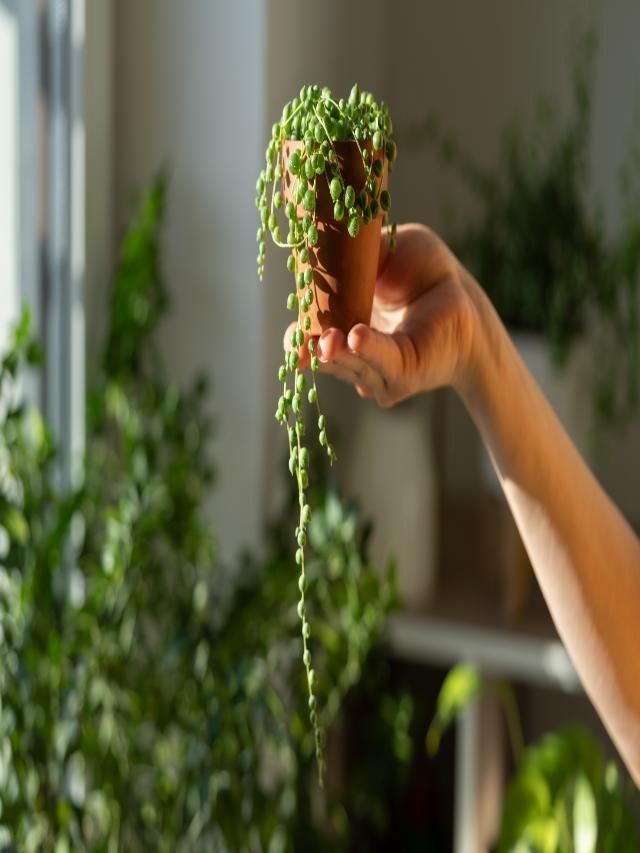 How to Grow, Prune & Repot String of Pearls Plant at Home