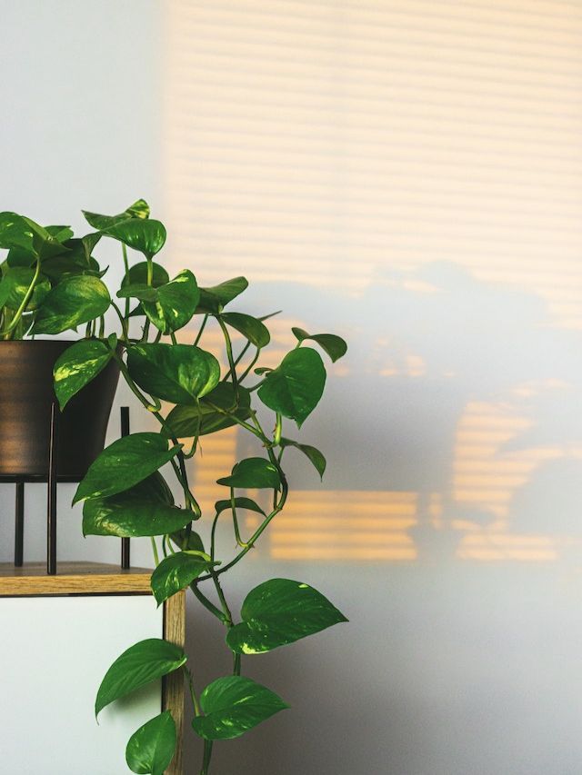 Simple Ways To Propagate Money Plant At Home simple-ways-to-propagate-money-plant-at-home