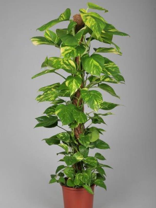 Money plant climber discount
