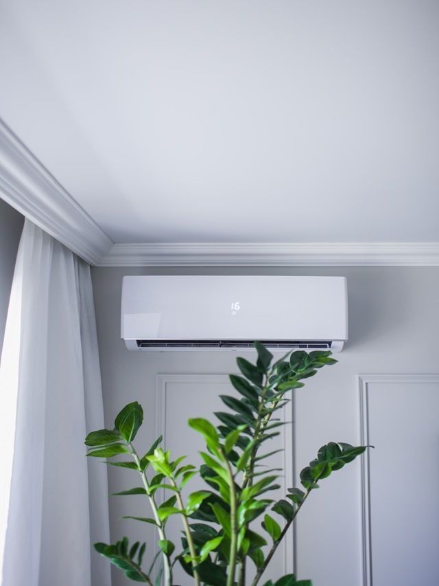 7 Plants That Can Easily Survive In Air-Conditioned Rooms