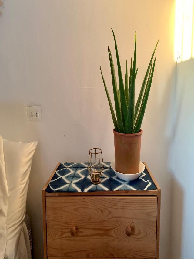 benefits-of-keeping-aloe-vera-plant-in-bedroom-and-vastu-direction