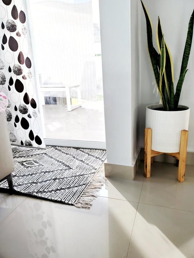 Explore Benefits Of Keeping Snake Plant In Bedroom explore-benefits-of-keeping-snake-plant-in-bedroom