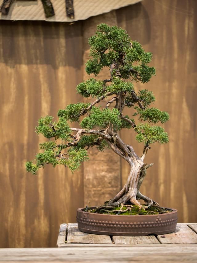 7 Plants That Can Bring Bad Luck To Your Home