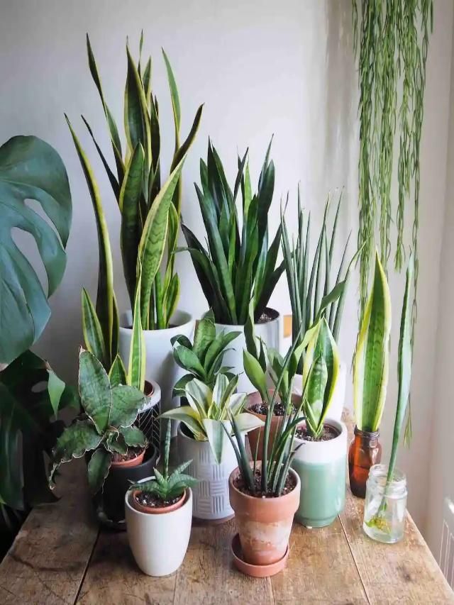 Know the Fast and Slow Growing 7 Types of Snake Plant