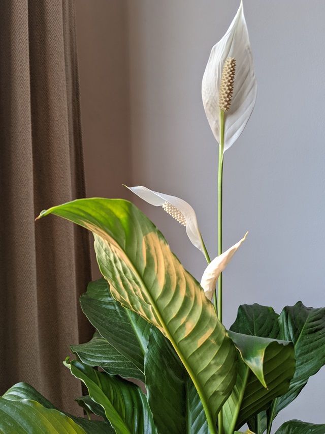 7 Peace Lily Facts Worthy of Your Attention