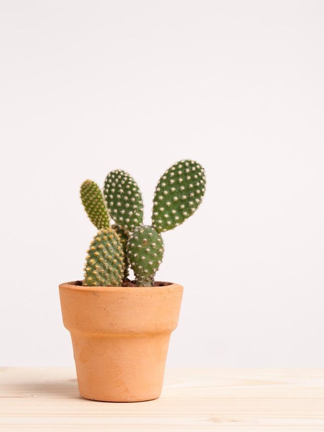 Indoor Cactus Owner Here s Why You Should Throw It Out Immediately indoor-cactus-owner-here-s-why-you-should-throw-it-out-immediately