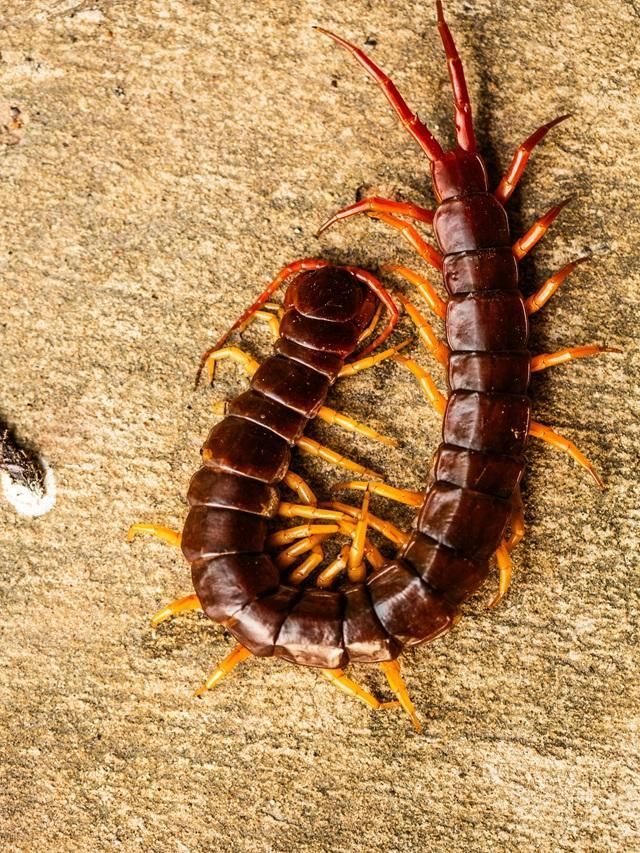 Seeing a Centipede or Kankhajura at Home - Is It Good Luck or Bad Luck ...