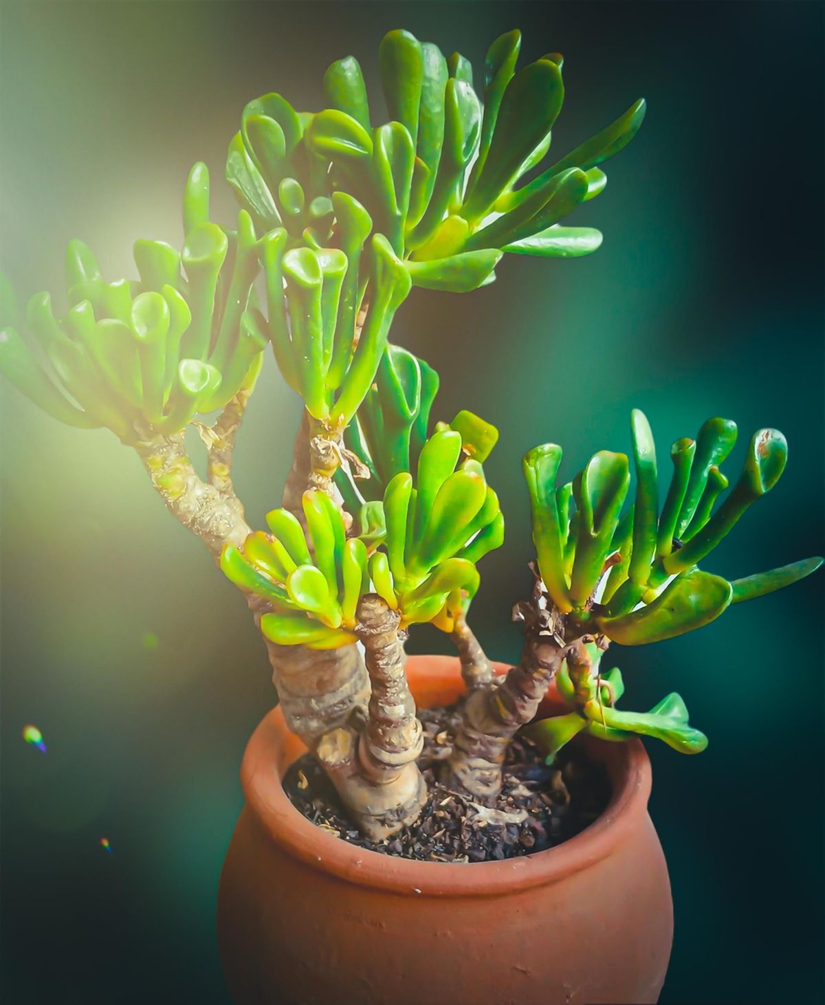 Jade Rupa Tree ಜೇಡ್ ಪ್ಲಾಂಟ್ನೊಂದಿಗೆ ಹೋಮ್ ವೆಲ್ತ್ ಸ್ವಾಗತ; ಇದರ ವಾಸ್ತು ಸಲಹೆಗಳು ಮತ್ತು ...