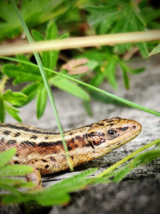 7 Plants To Get Rid Of Snakes At Home