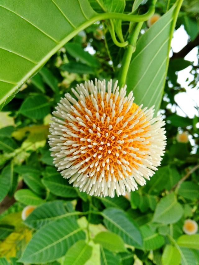 Invite Blessings Of Lord Krishna..Know Growing Tips For Kadamba Tree At ...