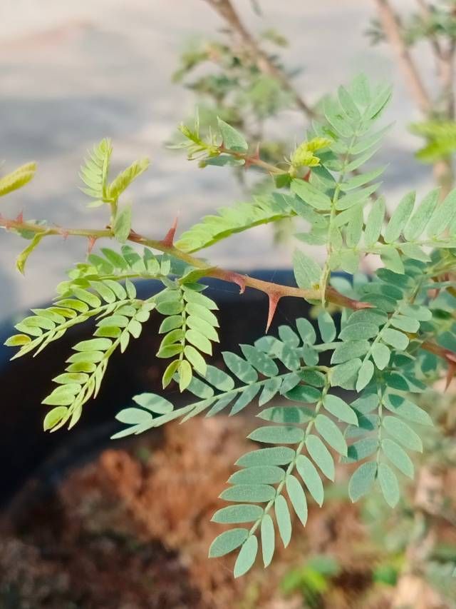 Place Your Shami Plant Right At Home To Enjoy Extended Benefits place-your-shami-plant-right-at-home-to-enjoy-extended-benefits