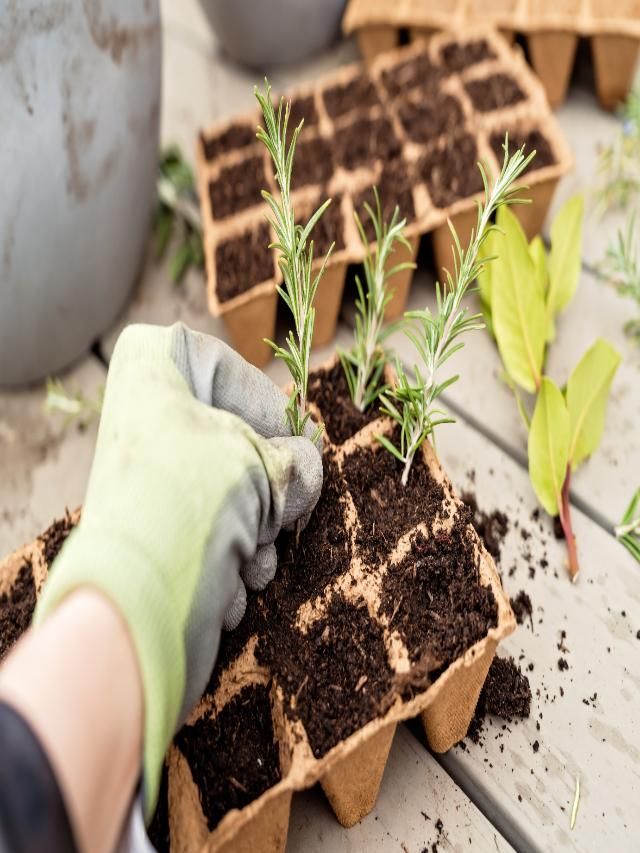 6 Inexpensive Easy Diy Gardening Tips