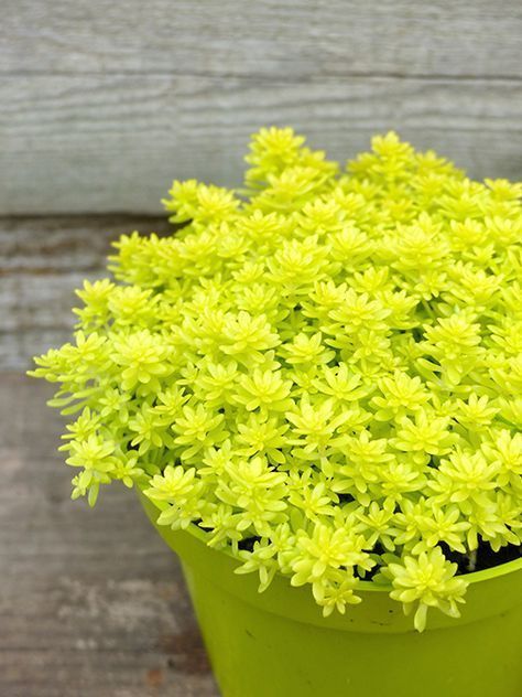 How To Grow And Care For Sedum Plant And Benefits A Potted Sedum Plant With Bright Neon Green Leaves 0 1200
