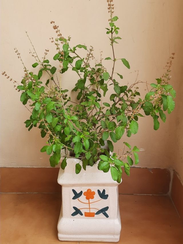 Best Days to Worship Tulsi Plant at Home As Per Vastu
