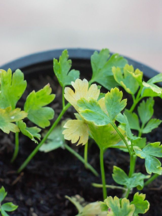 Reasons Why Your Coriander Plant is Wilting & How To Fix It