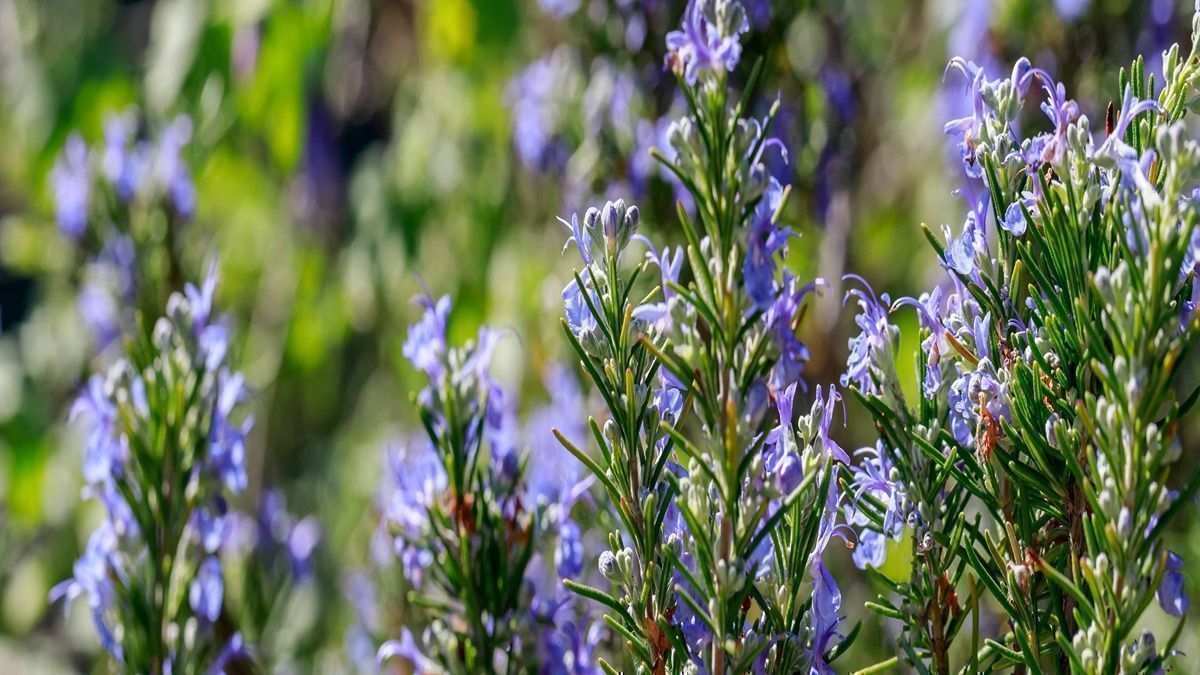 Rosemary Plants At Home 0 1200