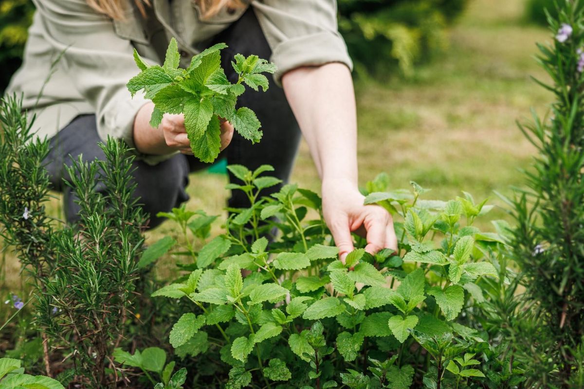 The woman is harvesting the Lemon Balm tree 