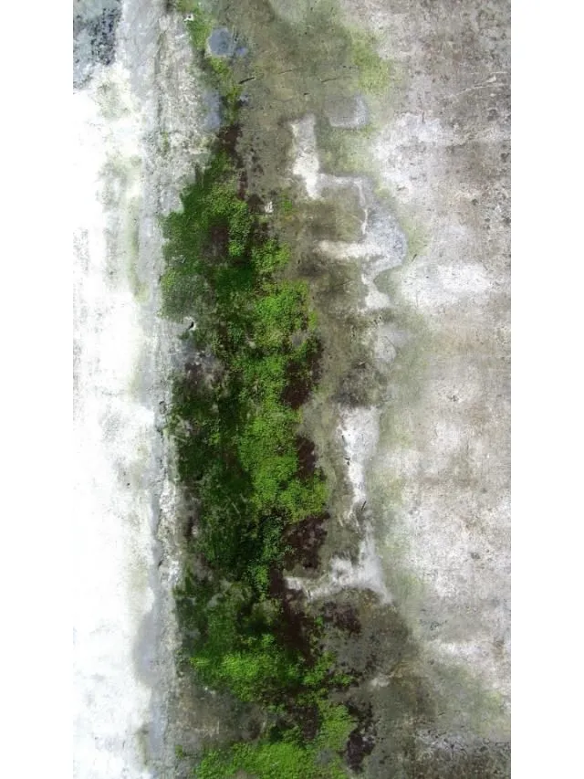 Curated visual reference: Visual Reference: 5 Easy Ways To Remove Algae From Concrete Surfaces