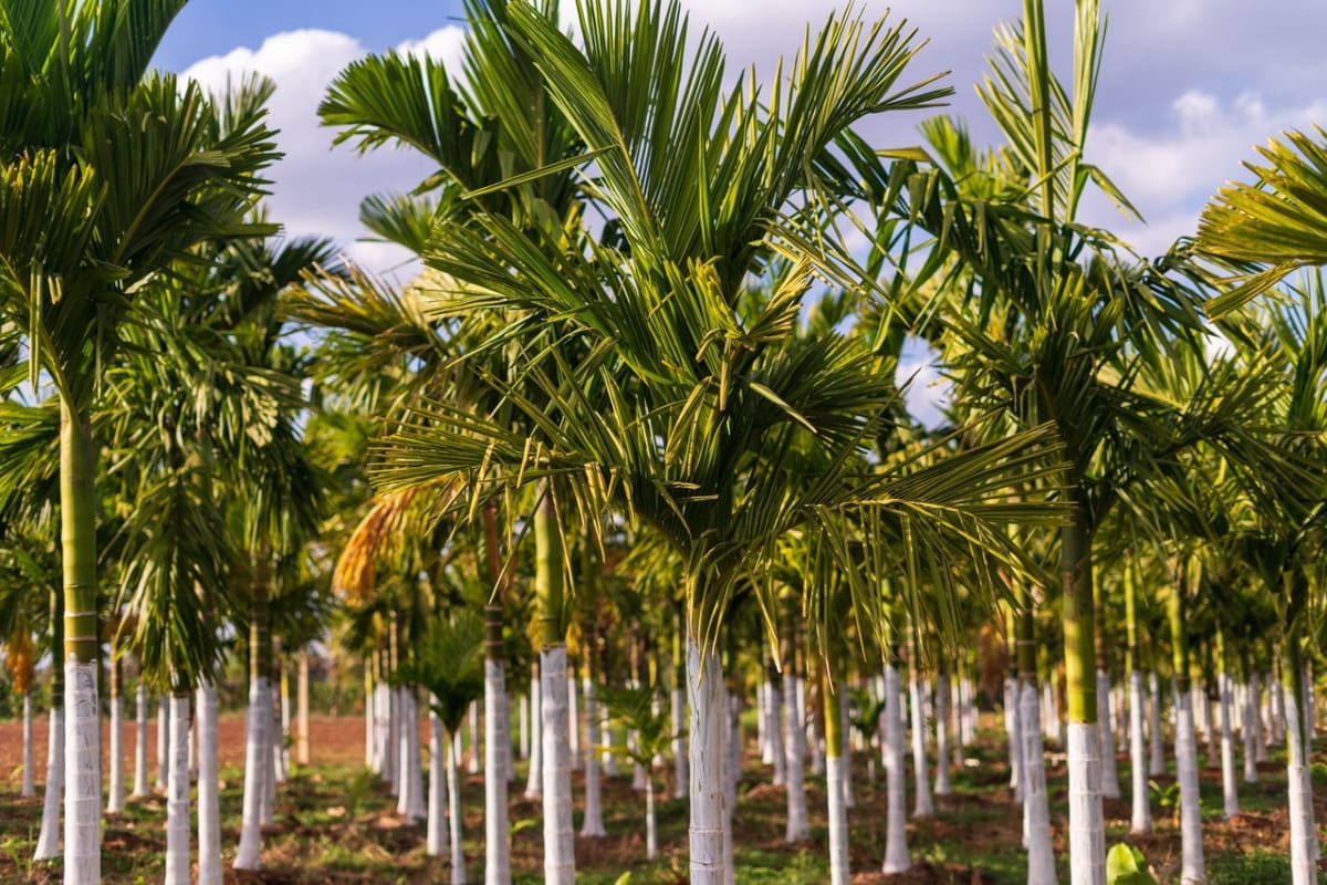 Betel Nut Tree| Benefits, Significance and How to Grow