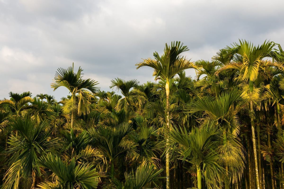Betel Nut Tree| Benefits, Significance and How to Grow