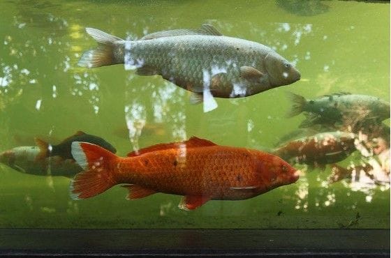 12 Unique Fish Tank or Aquarium Design Ideas for Your Home