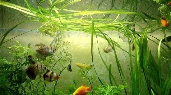 12 Unique Fish Tank or Aquarium Design Ideas for Your Home