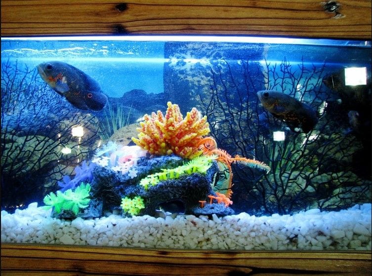 12 Unique Fish Tank or Aquarium Design Ideas for Your Home