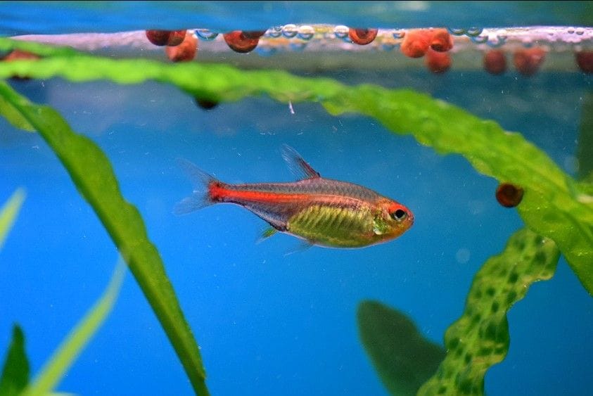 12 Unique Fish Tank or Aquarium Design Ideas for Your Home