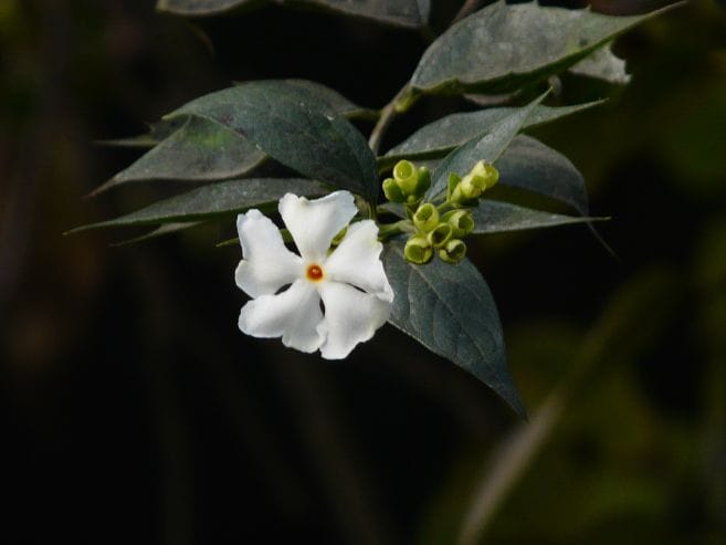 Harsingar Plant, 𝐏𝐚𝐫𝐢𝐣𝐚𝐭 𝐓𝐫𝐞𝐞 - Benefits, Vastu & How to Grow (Night ...