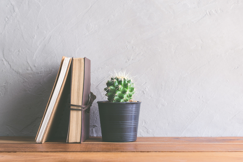 15 Ways to Use a Cactus Plant for Home Decoration