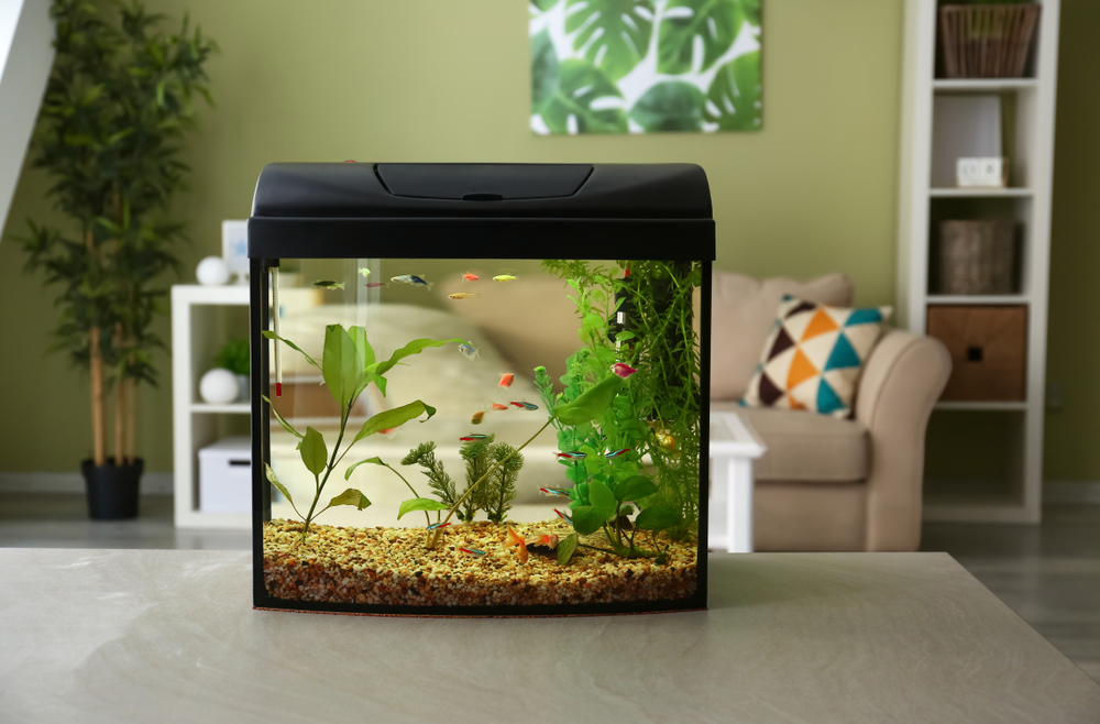 Vastu Placement Of Fish Aquarium Significance Benefits Directions 