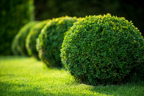 pure-greenery-as-your-garden 