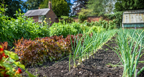 Growing veggie creepers  Organic Kitchen Gardening and my