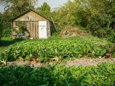 20 Kitchen Garden Ideas To Promote Healthy Living In 2021