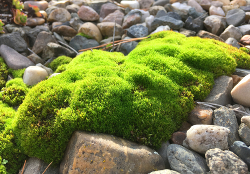 no-other-better-way-for-your-rooftop-rock-garden-decor