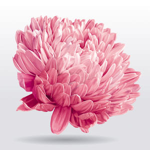 chrysanthemum-flower