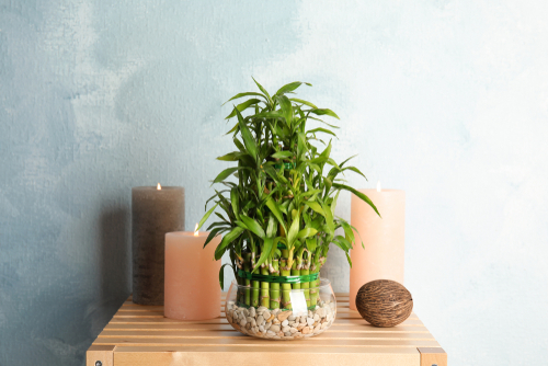 feng-shui-bamboo-plant-with-candles