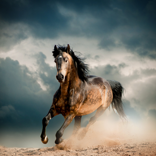 running horses pictures as per vastu