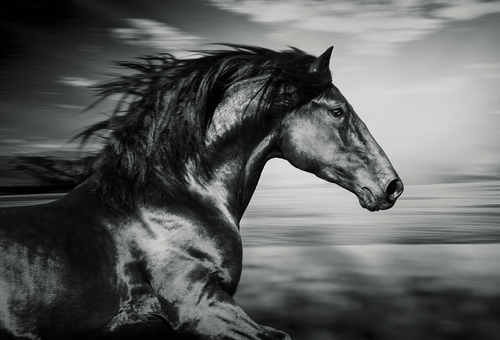 black and white horse picture