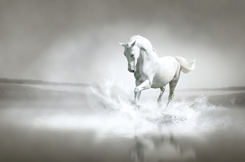 black and white horse picture