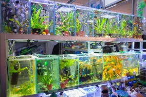 facilitates-in-keeping-the-water-in-an-aquarium-clean