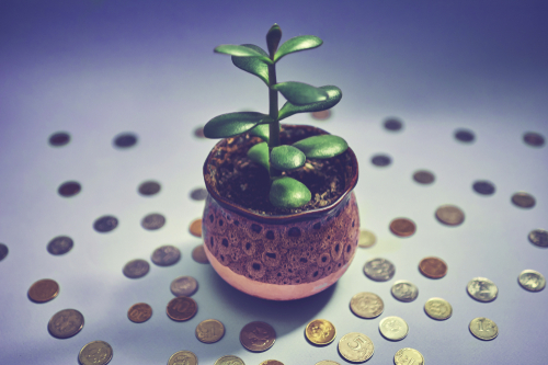 placing-a-feng-shui-money-plant-in-a-house