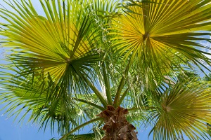 Palm Tree In House Vastu - Benefits, Types, Caution & Decor Inspiration