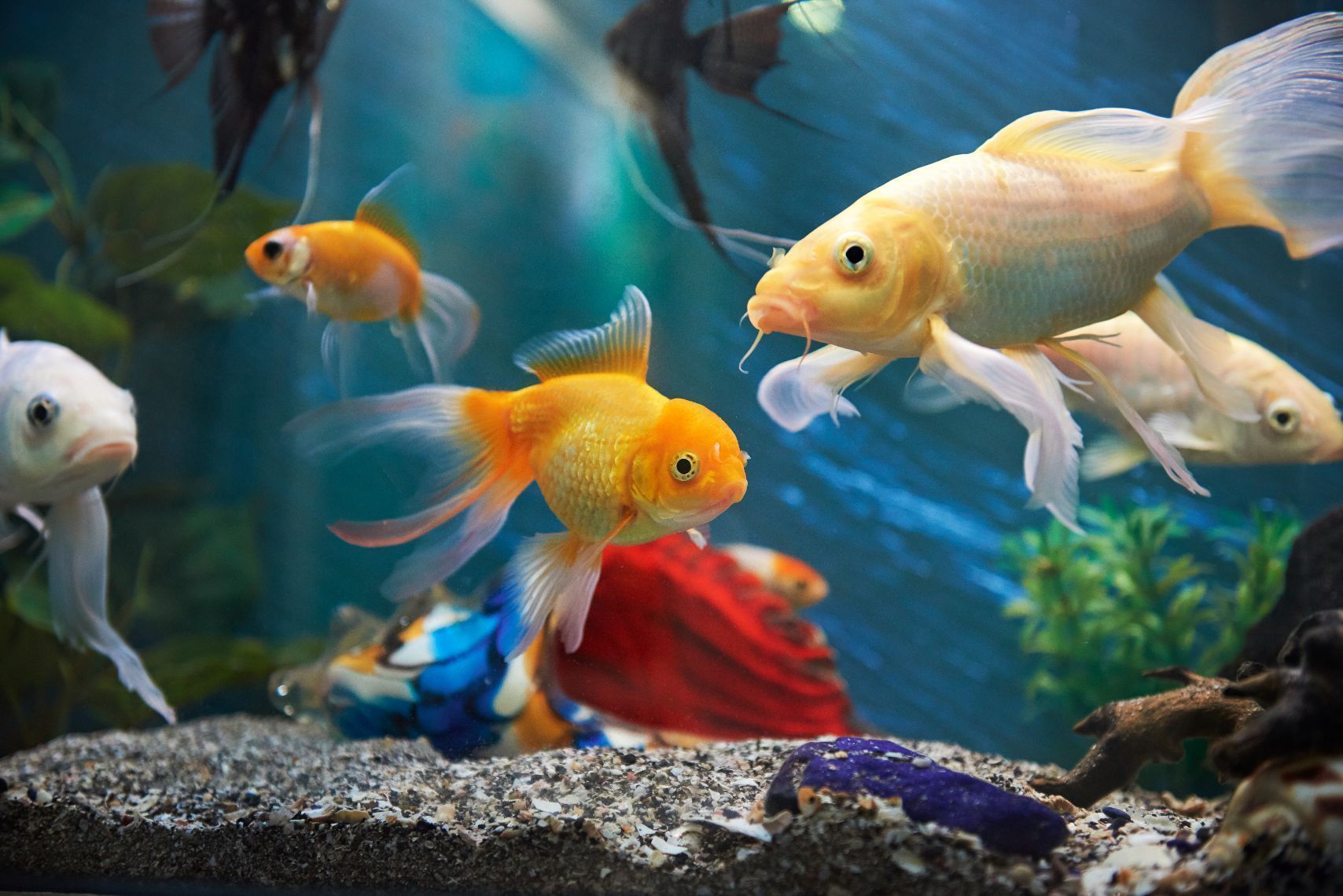 28 Modern Fish Tanks That Inspire Relaxation | Decoist