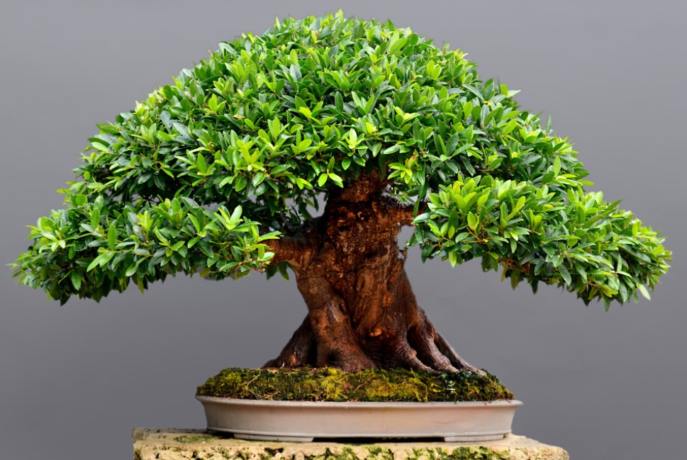 Bonsai Plants - Benefits, Care, And Growing Bonsai Tree Indoor
