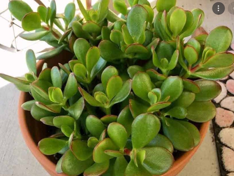 jade-plant-meaning-benefits-types-and-maintenance-tips