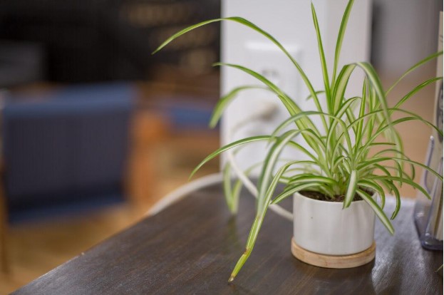 7 Spider Plant Benefits And Why Your Home Needs One